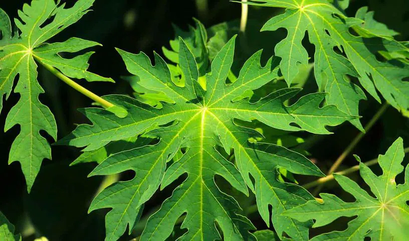 సీజ‌న‌ల్ వ్యాధుల నుంచి ఉప‌శ‌మ‌నం పొందాలంటే..